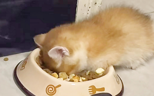 橙宠猫粮：开启猫咪健康美味新食尚