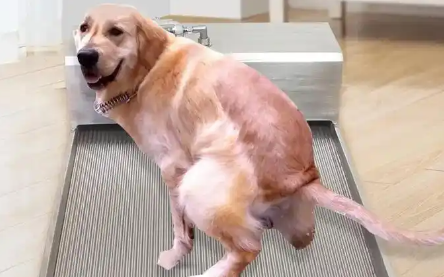 Lanswood狗厕所多少钱一个 Lanswood狗厕所多少钱一个