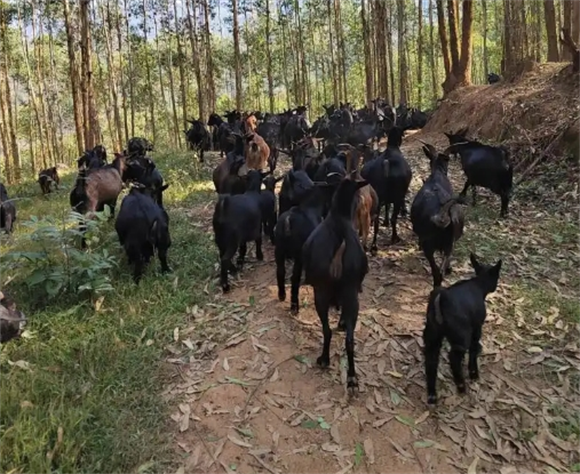 湖北黑山羊养殖基地