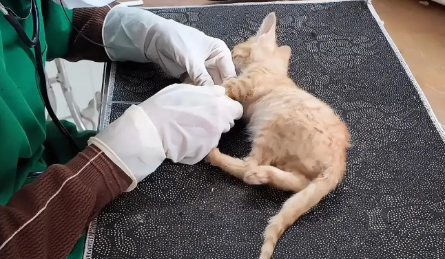 几只被遗弃小猫的绝望时刻,命运却因这一行动改变 几只被遗弃小猫的绝望时刻,命运却因这一行动改变