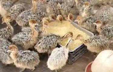3个月的鸵鸟苗多钱一只
