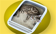 猫砂盆怎么消毒
