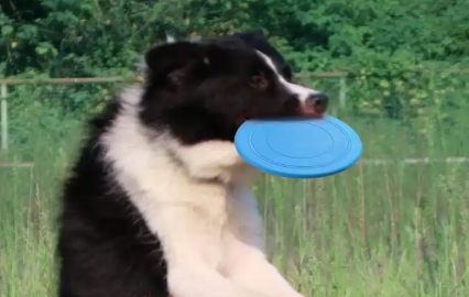 petlimit宠物用品安全吗 petlimit宠物用品安全吗