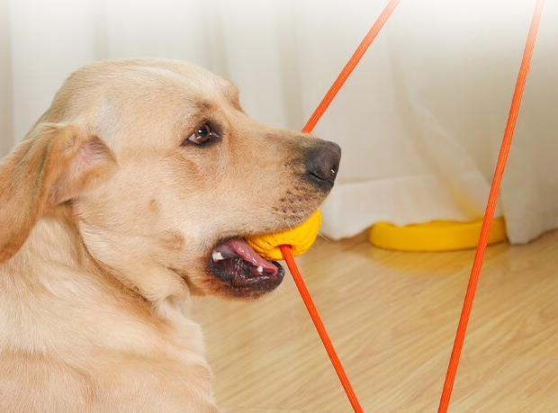 贞喜气玩具飞盘，爱犬的娱乐训练神器