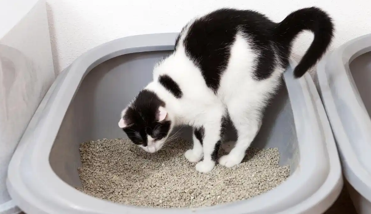 猫砂盆放哪里最招财 猫砂盆放哪里最招财