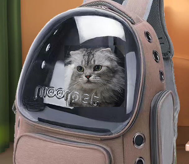 把猫放贝尼宠猫包里一夜有事吗