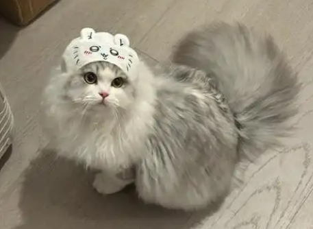 猫咪头套能一直戴吗