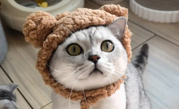 猫咪头套多少钱