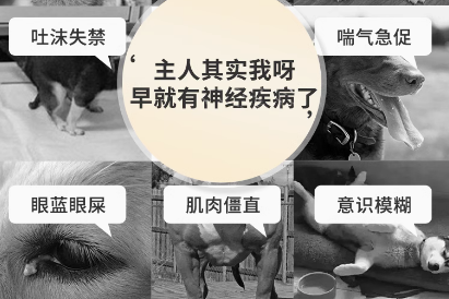 鑫安宠物药推出全新系列，助力宠物健康新升级