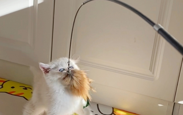 饰宠喵猫玩具有哪些