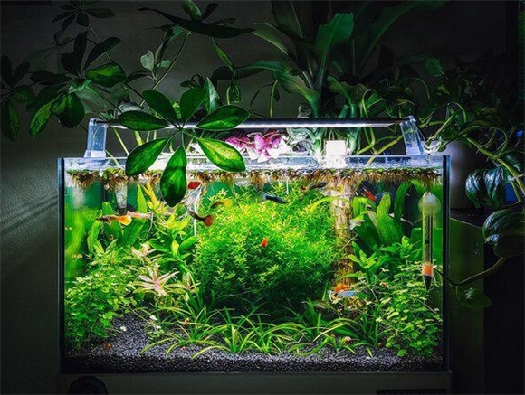 水族箱实用吗