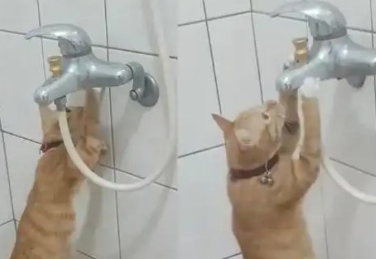 橘猫发现水龙头漏水,化身“维修工”检查 橘猫发现水龙头漏水,化身“维修工”检查