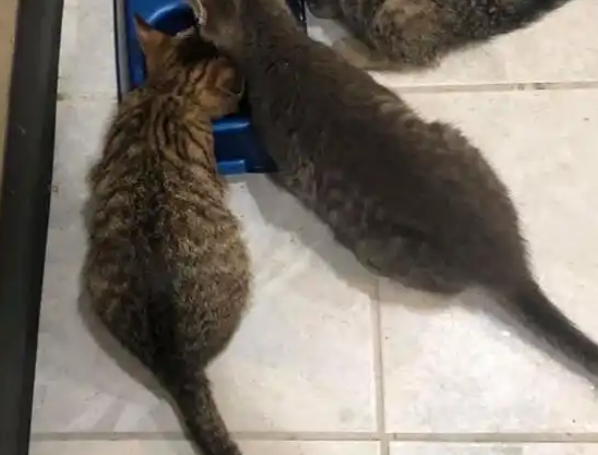 男子发现3只小猫的尾巴被冻住,用一杯热咖啡解救 男子发现3只小猫的尾巴被冻住,用一杯热咖啡解救
