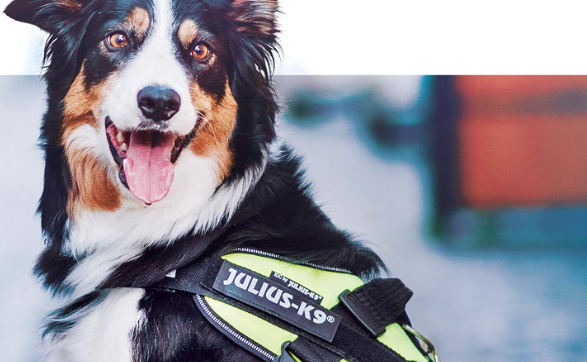 julius k9牵引绳怎么套