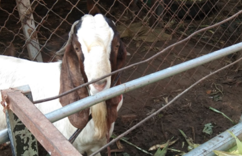 波尔山羊种公羊价格