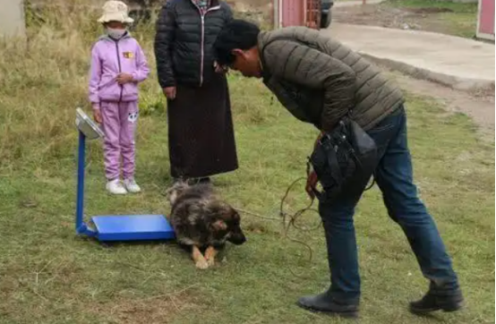 当藏獒成了流浪狗：从身价百万到无人问津