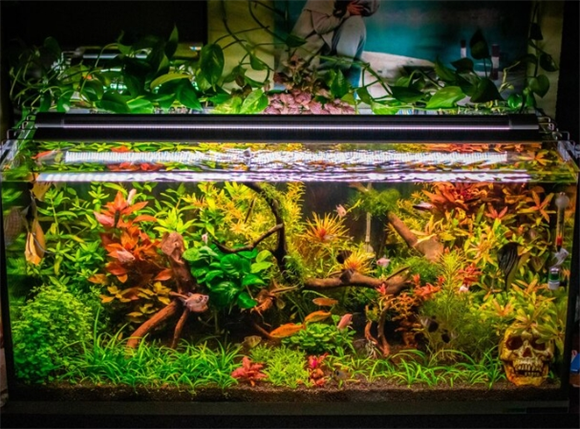 水族箱鱼缸价格和样式 水族箱鱼缸价格和样式