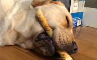 宠物磨牙棒到底有用吗