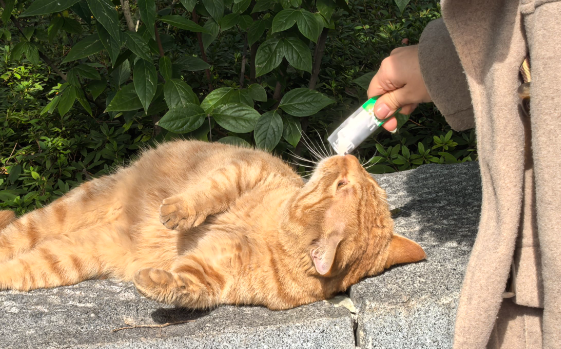 肉遇猫条：猫咪舌尖上的极致宠爱