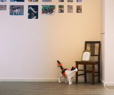 流浪猫主题摄影艺术展西安开幕 流浪猫主题摄影艺术展西安开幕