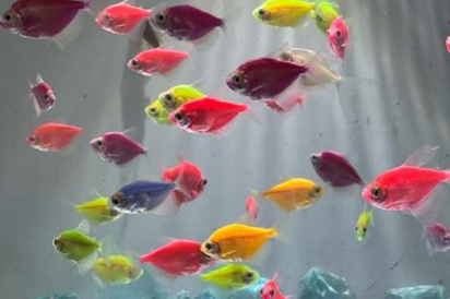 鱼缸用什么灯光好