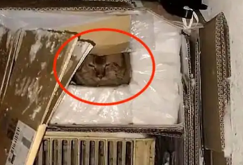 流浪猫:对不起好心人,我没等到你,所以才跑出来讨吃的 流浪猫:对不起好心人,我没等到你,所以才跑出来讨吃的