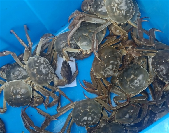 鲟好物大闸蟹属于什么档次