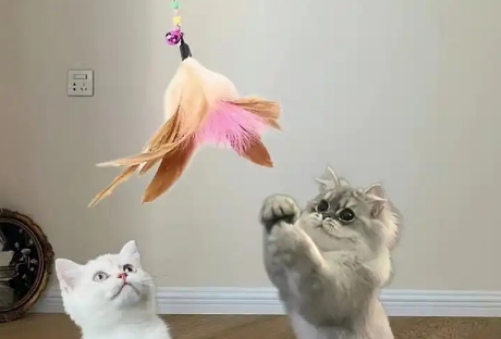 宠多乐逗猫棒一次玩多久合适 宠多乐逗猫棒一次玩多久合适