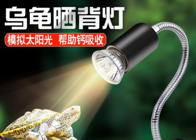 爬将军爬宠晒背灯有用吗 爬将军爬宠晒背灯有用吗
