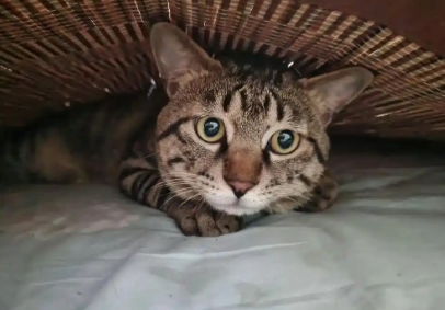 猫咪吐出黄色粘稠的东西是什么原因 猫咪吐出黄色粘稠的东西是什么原因