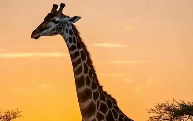 长颈鹿多少钱一只 长颈鹿多少钱一只