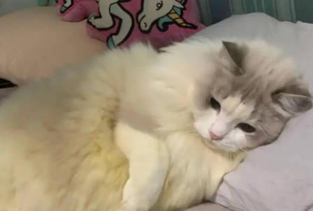 猫咪闻到月经味会怎么样