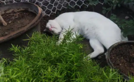 猫为什么会拉绿色的屎