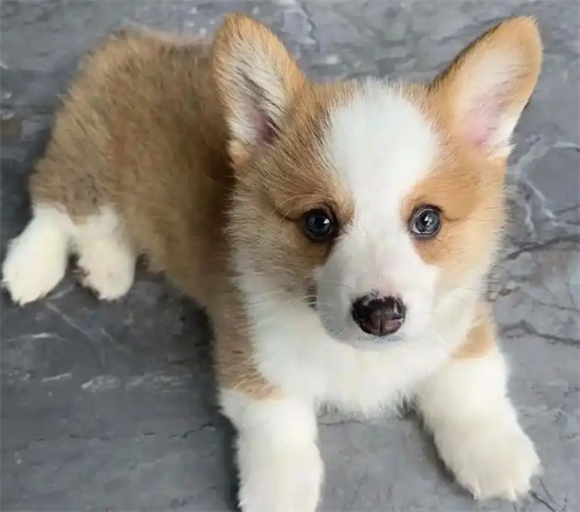 柯基幼犬拉稀怎么回事