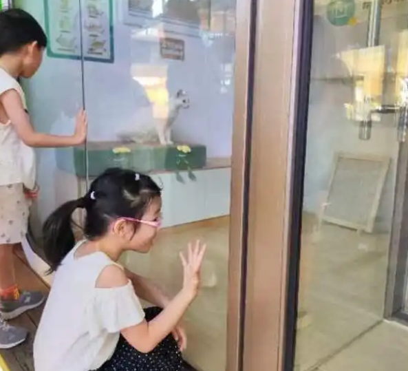 首个AI+猫咪领养站现身!城市流浪动物管理“新招式” 首个AI+猫咪领养站现身!城市流浪动物管理“新招式”