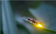 萤火虫是什么变的