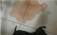 狗尿血能自愈吗