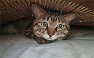 猫咪吐出黄色粘稠的东西是什么原因