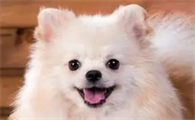 狗喂什么增肥最快