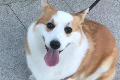 狗狗嘴巴旁长了个肉瘤是什么