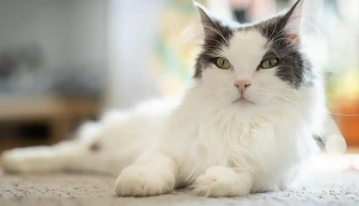 猫传腹症状初期症状 猫传腹症状初期症状