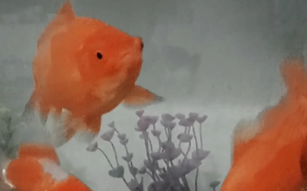 AIPHAROW活体观赏金鱼：爱心养殖，传递传递水族之美