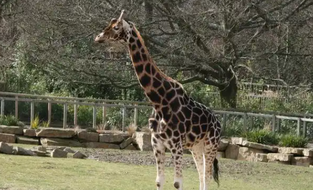 长颈鹿怎么出生的