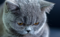 猫快死的七大征兆