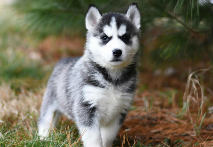 两个月幼犬一天吃几顿 两个月幼犬一天吃几顿