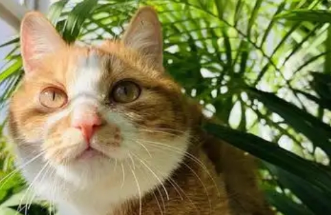 猫拉绿色稀便如何治疗 猫拉绿色稀便如何治疗