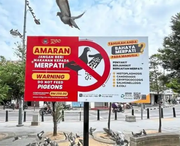 中国游客在威尼斯喂鸽子被罚:文化差异还是环保共识? 中国游客在威尼斯喂鸽子被罚:文化差异还是环保共识?