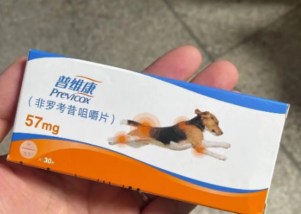 宠物止痛药推荐：普维康专治神经炎