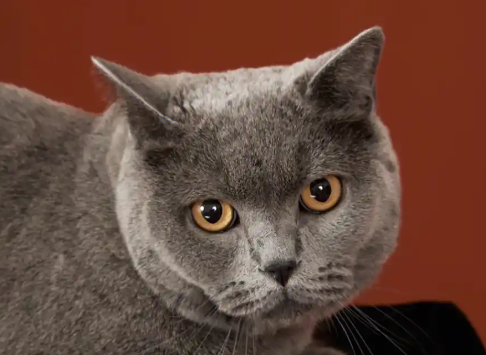 猫不让人碰怎么解决 猫不让人碰怎么解决