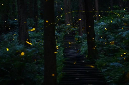 哪里能看萤火虫 哪里能看萤火虫
